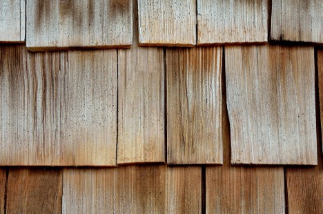 white-cedar2